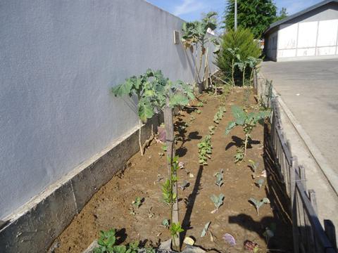 Renovação da horta depois de se apanhar as ervilhas e as favas I - foi plantado feijões vindo já da estufa assim com pimentos e alguns repolhos